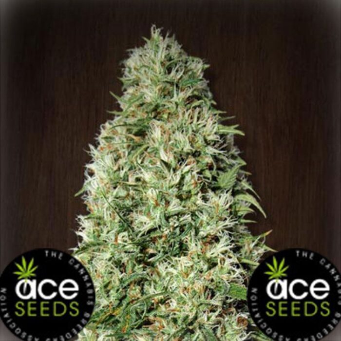 Dope Breeders - ACE SEEDS Orient Express Image