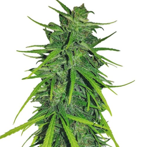 Dope Breeders - ACE SEEDS Thai x Panama Image