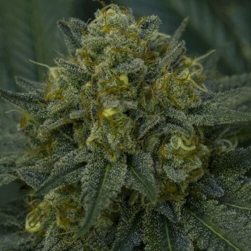 Dope Breeders - ANESIA SEEDS Auto Blackberry Moonrocks Image