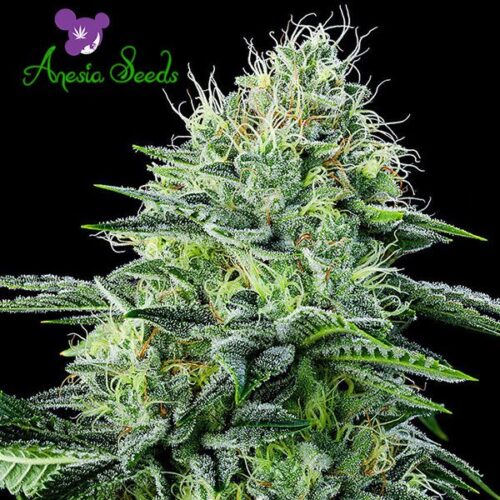 Dope Breeders - ANESIA SEEDS Auto Strawberry Banana Image