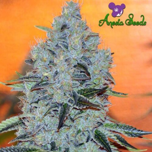 Dope Breeders - ANESIA SEEDS Mob Boss Image