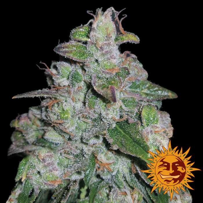 Dope Breeders - BARNEYS FARM Blueberry OG Image
