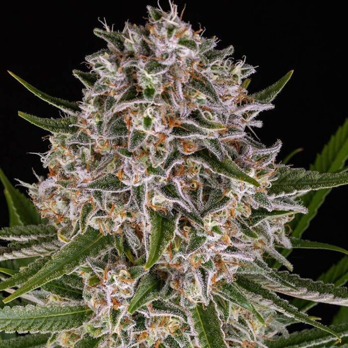 Dope Breeders - BARNEYS FARM Lemon Haze Auto Image