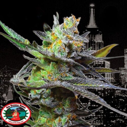 Dope Breeders - BIG BUDDHA SEEDS King Kong Image