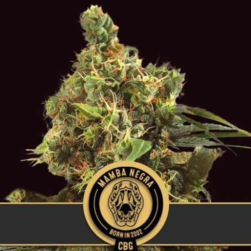 Dope Breeders - BLIM BURN SEEDS Mamba Negra CBG Image
