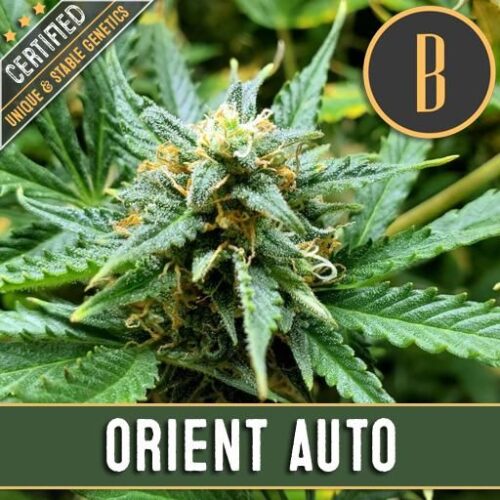 Dope Breeders - BLIM BURN SEEDS Orient Automatic Image