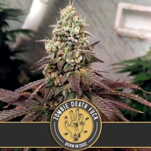 Dope Breeders - BLIM BURN SEEDS Zombie Death Fuck Image