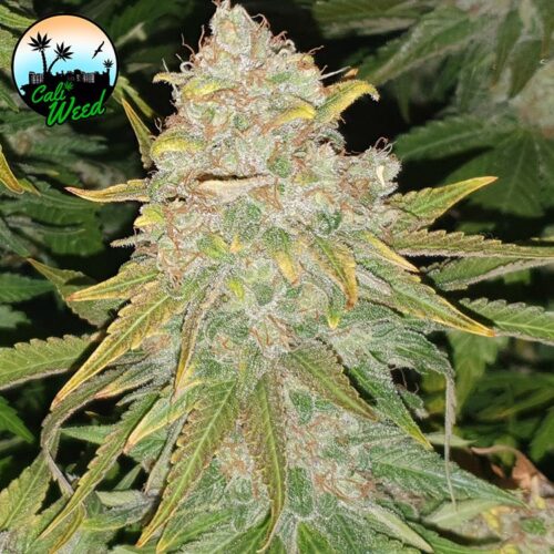 Dope Breeders - CALI WEED Hulk Smash Image