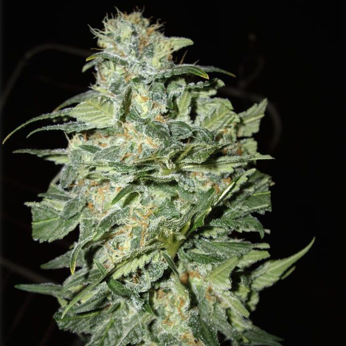Dope Breeders - CREAM OF THE CROP Crop Circle Auto Image