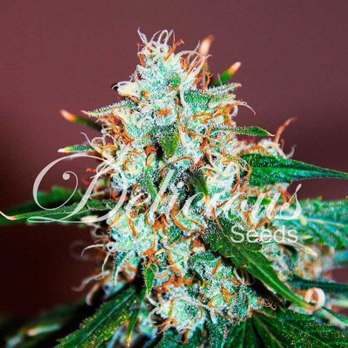 Dope Breeders - DELICIOUS SEEDS Critical Neville Haze Image