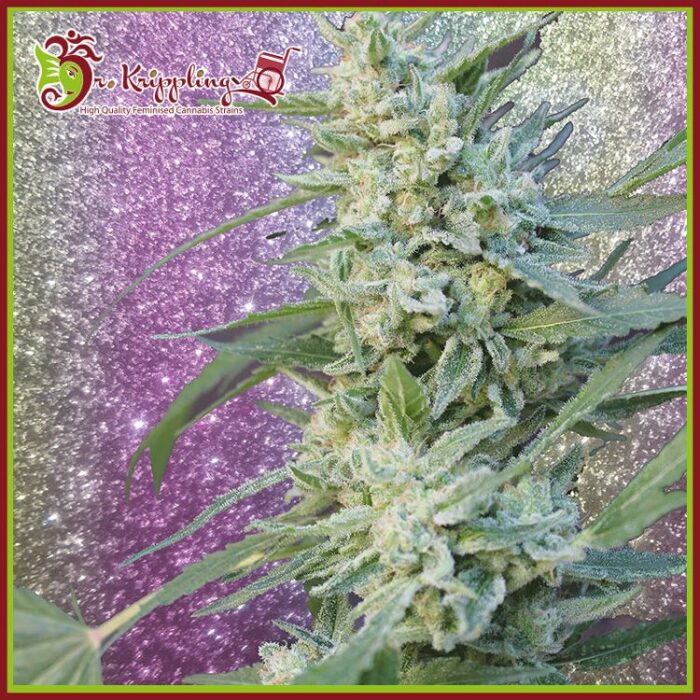 Dope Breeders - DR KRIPPLING Blueberry Pot Tart Image