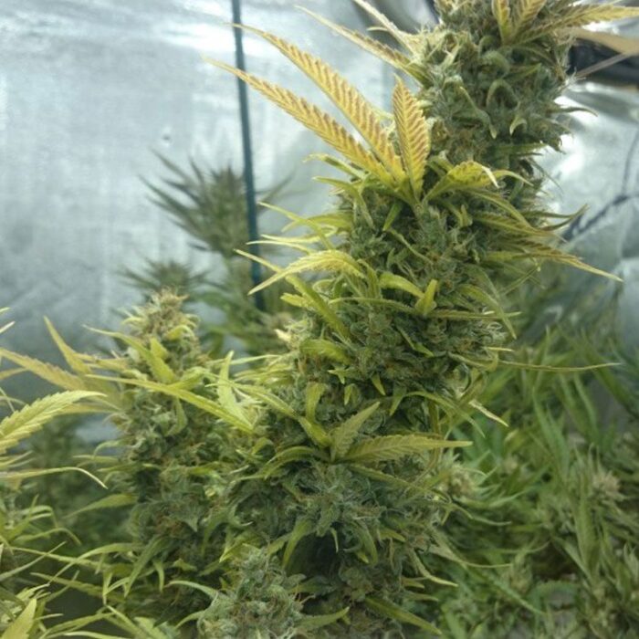 Dope Breeders - DR KRIPPLING The Incredible Bulk Image