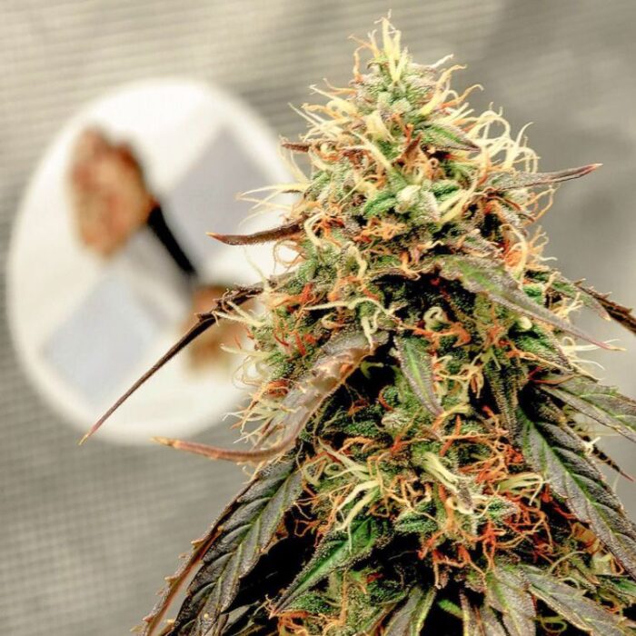 Dope Breeders - DUTCH PASSION Auto Power Plant Image