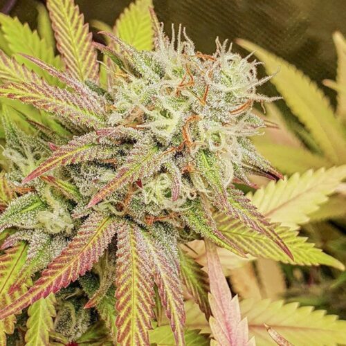 Dope Breeders - DUTCH PASSION Critical Orange Punch Image