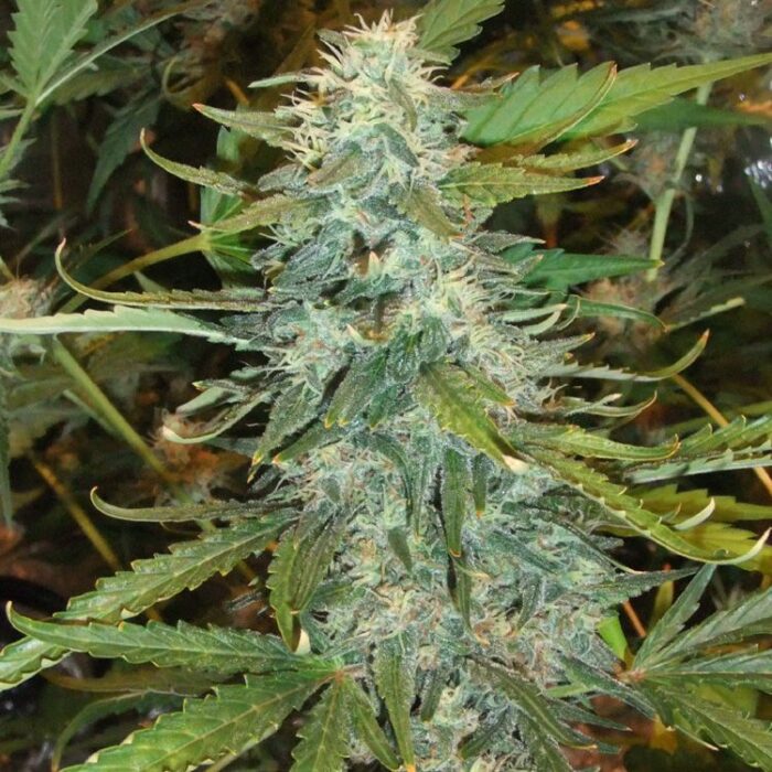 Dope Breeders - DUTCH PASSION Skunk #1 Image