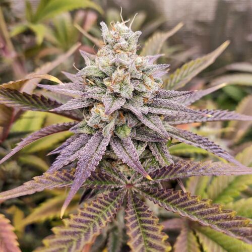 Dope Breeders - DUTCH PASSION Sugar Bomb Punch Image
