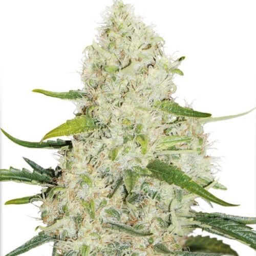 Dope Breeders - DUTCH PASSION Think Big Image