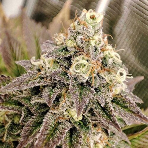 Dope Breeders - DUTCH PASSION Tropical Tangie Image