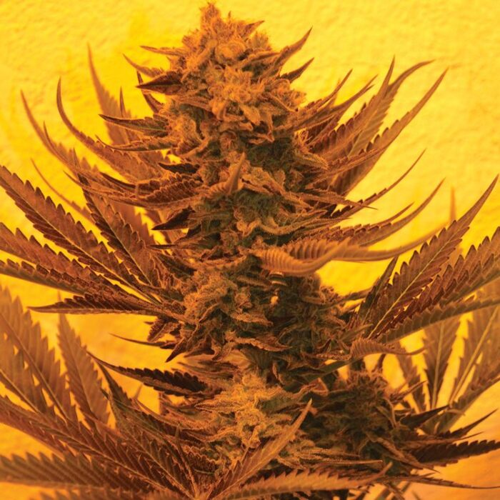 Dope Breeders - EMERALD TRIANGLE SEEDS Critical 707 CBD Image