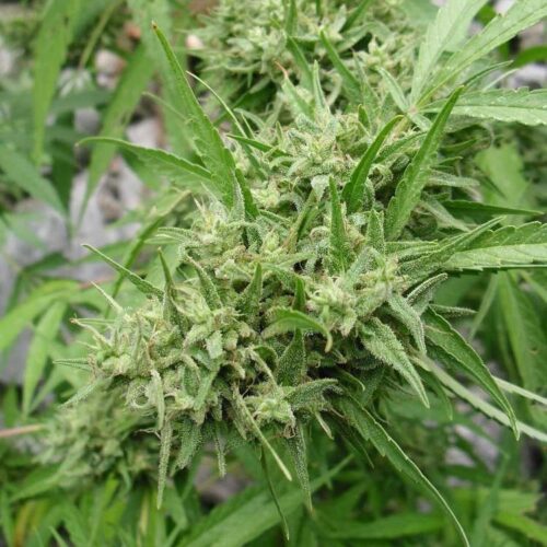 Dope Breeders - FLASH SEEDS Muay Thai SuperAuto Image