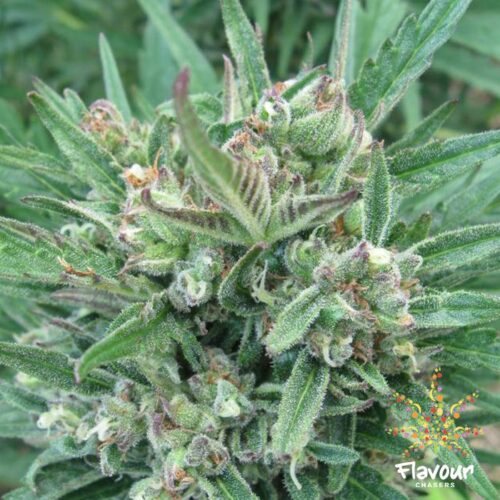 Dope Breeders - FLAVOUR CHASERS Purple Gelato Image