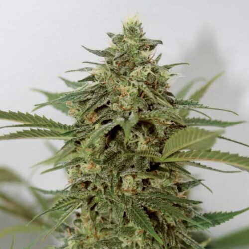 Dope Breeders - GARDEN OF GREEN Amnesia Lemon Pie Image