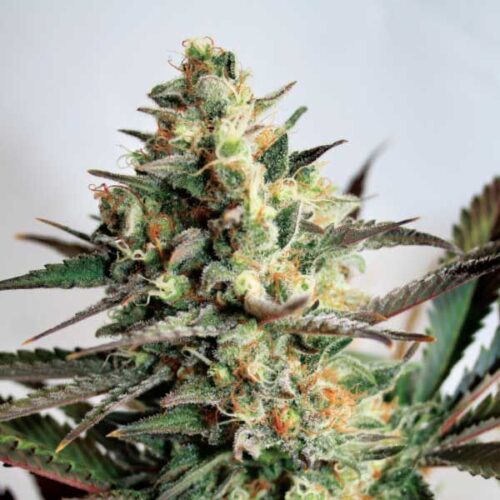 Dope Breeders - GARDEN OF GREEN Dresden Green Diamond Image