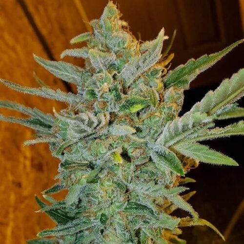 Dope Breeders - GARDEN OF GREEN Wedding Cake Image