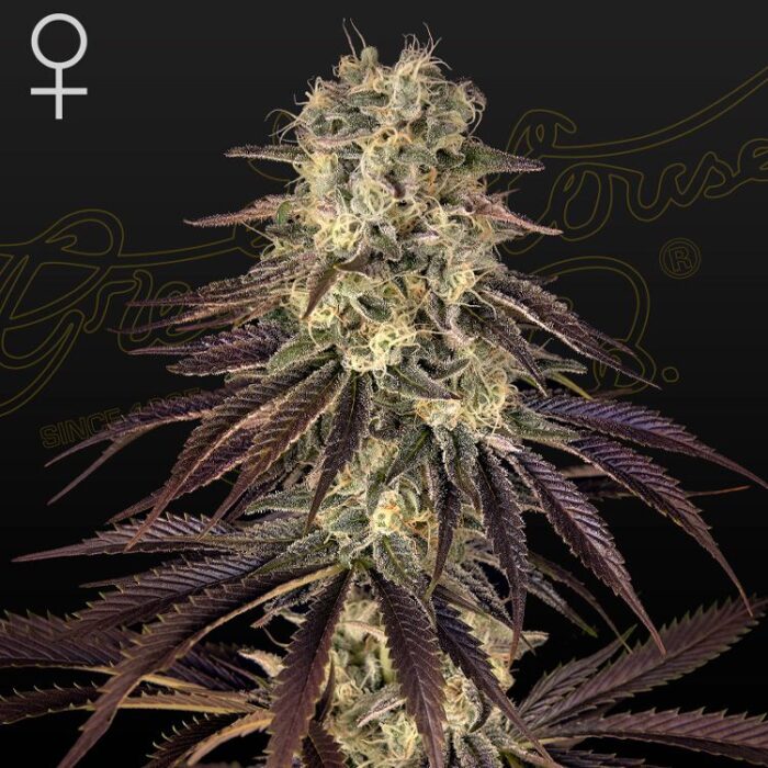 Dope Breeders - GREEN HOUSE SEEDS Kong's Krush Image