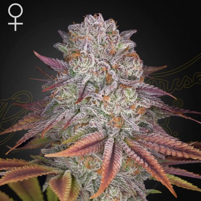 Dope Breeders - GREEN HOUSE SEEDS Pulp's Friction Image