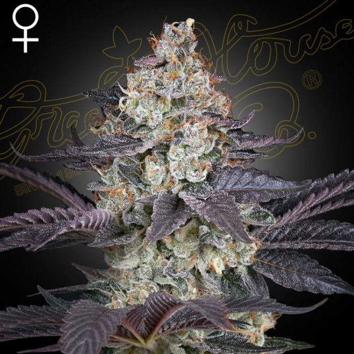 Dope Breeders - GREEN HOUSE SEEDS Ztrawberry Image