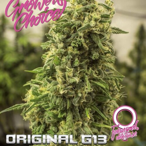 Dope Breeders - GROWERS CHOICE Original G13 Auto Image