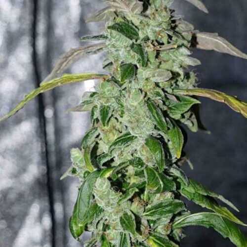 Dope Breeders - HEAVYWEIGHT SEEDS Massive Midget Auto Image