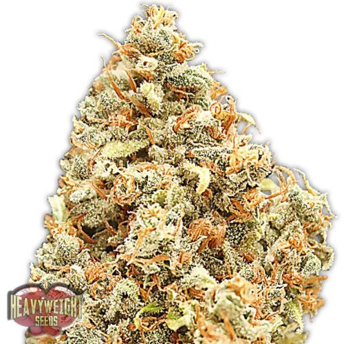 Dope Breeders - HEAVYWEIGHT SEEDS Monster Profit Image
