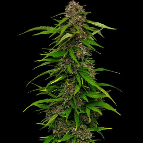 Dope Breeders - HUMBOLDT SEED COMPANY Squirt Auto Image