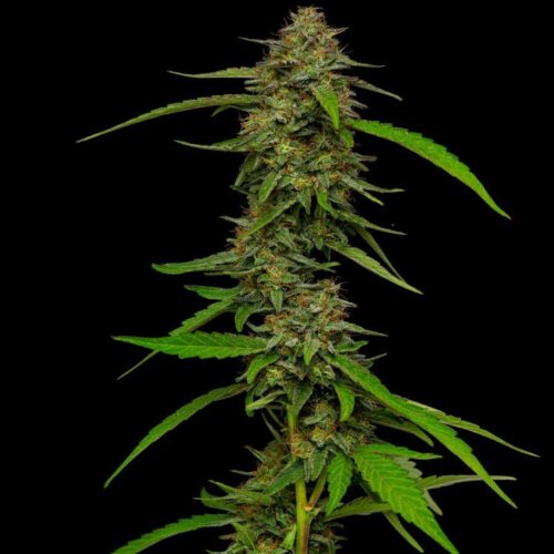Dope Breeders - HUMBOLDT SEED COMPANY Strawberry Cheesecake Auto Image