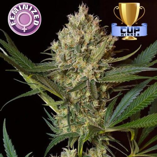 Dope Breeders - KERA SEEDS NLX Special Image