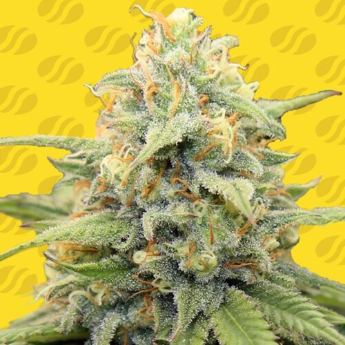 Dope Breeders - ORIGINAL SENSIBLE SEEDS Apple Fritter Auto Image