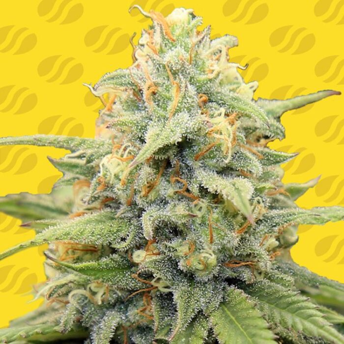 Dope Breeders - ORIGINAL SENSIBLE SEEDS Apple Fritter Auto Image