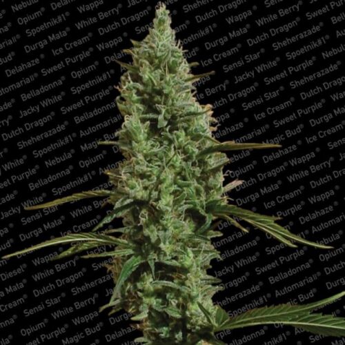 Dope Breeders - PARADISE SEEDS Atomical Haze Image