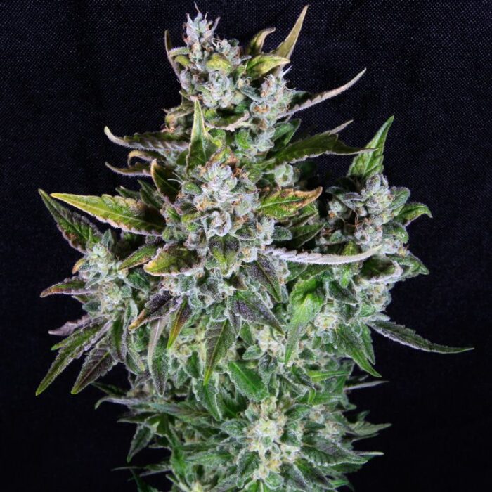 Dope Breeders - PILCHARDS Blue Monsoon Image