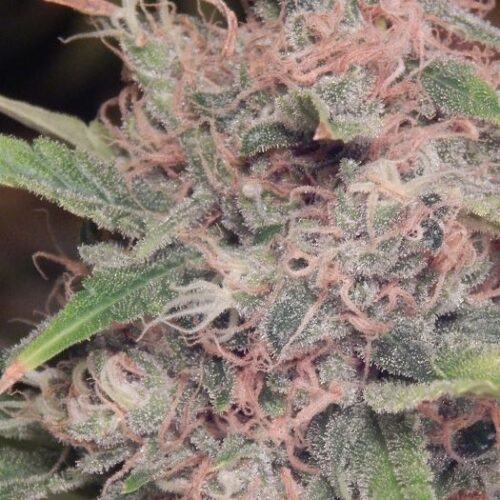 Dope Breeders - PURPLE CAPER SEEDS Purple Caper OG Image
