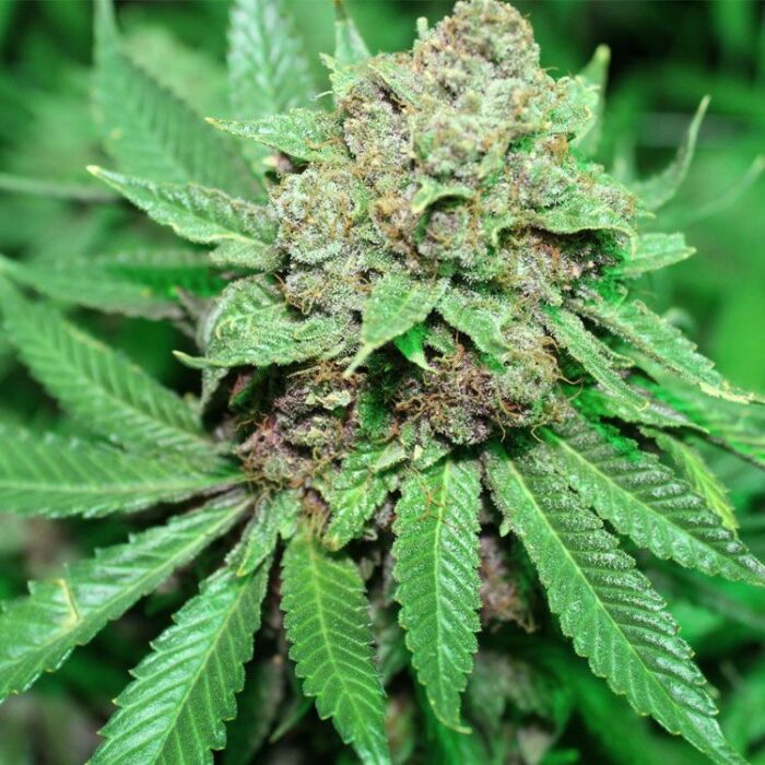 Dope Breeders - PURPLE CAPER SEEDS White Grapes Image