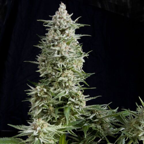 Dope Breeders - PYRAMID SEEDS Auto Amnesia Gold Image