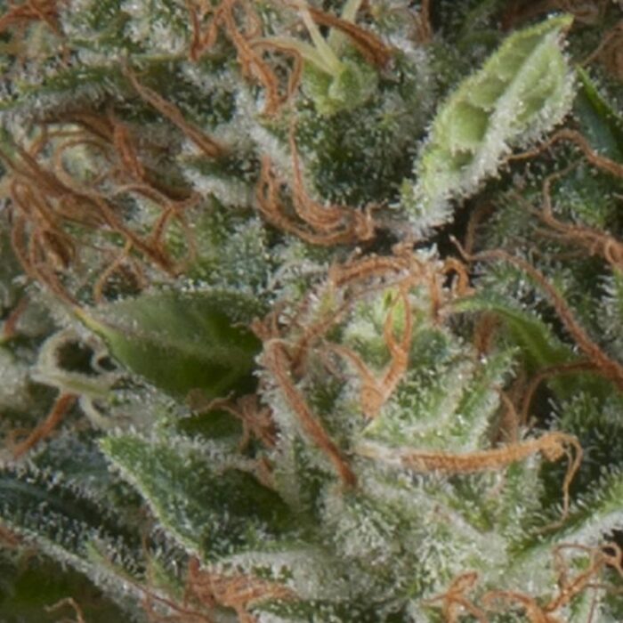 Dope Breeders - PYRAMID SEEDS Auto Wembley Image