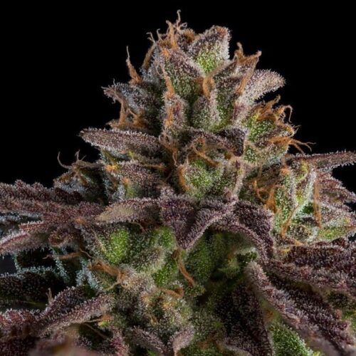 Dope Breeders - RIPPER SEEDS Auto K-Mintz Image