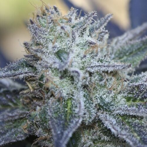 Dope Breeders - RIPPER SEEDS Washing Machine Image
