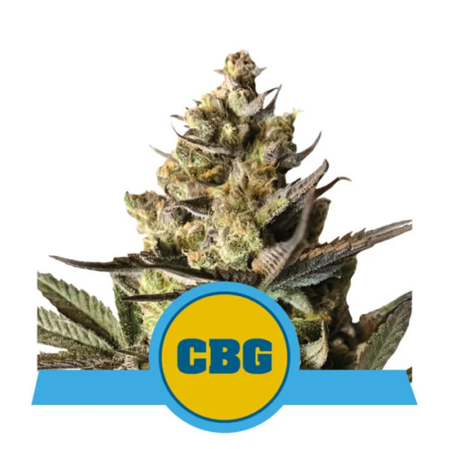 Dope Breeders - ROYAL QUEEN SEEDS Royal CBG Auto Image