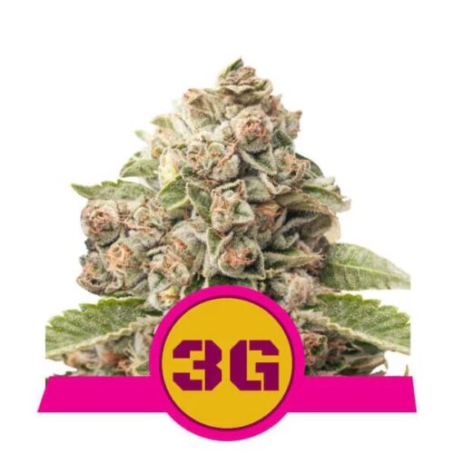Dope Breeders - ROYAL QUEEN SEEDS Triple G Image