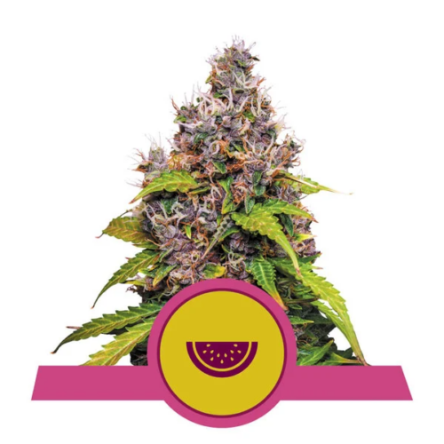 Dope Breeders - ROYAL QUEEN SEEDS Watermelon Image